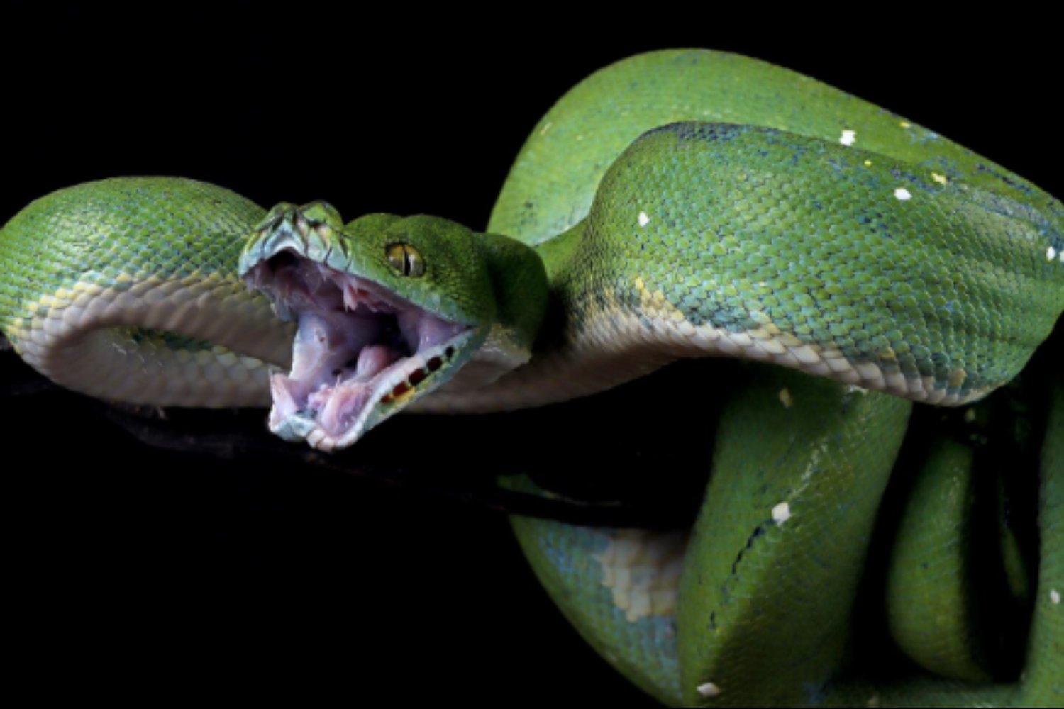 La sorprendente historia evolutiva del veneno