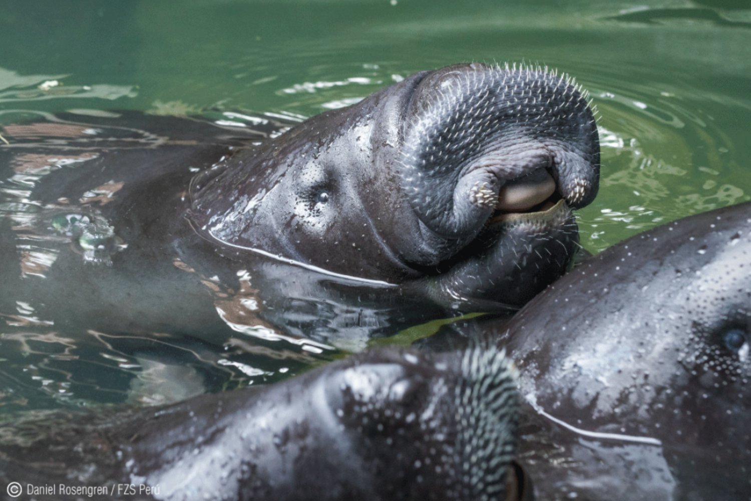 La Amazonía pierde a sus especies más únicas: cuatro animales en peligro crítico