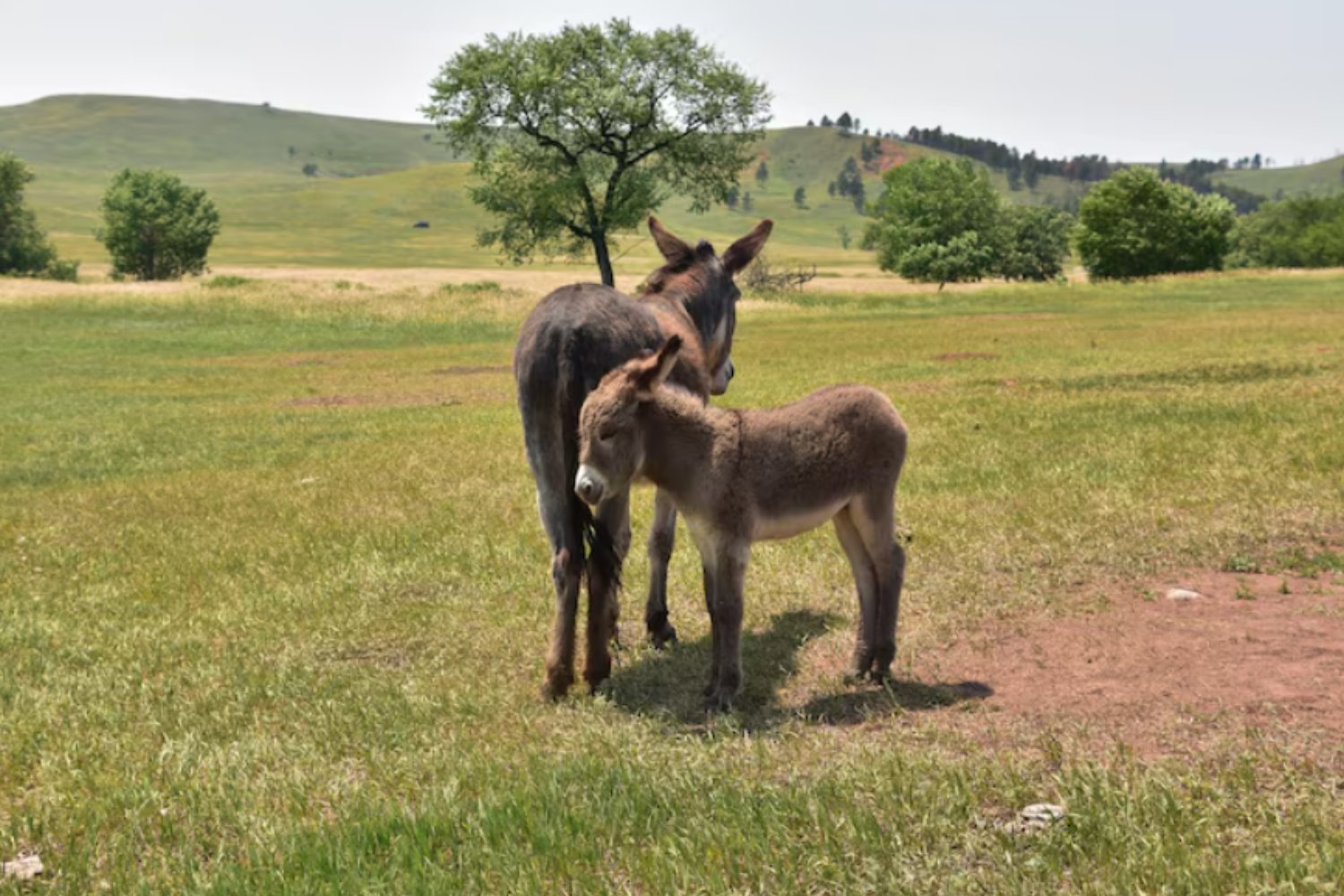 Comer también era una cuestión de clase en la Hispania romana