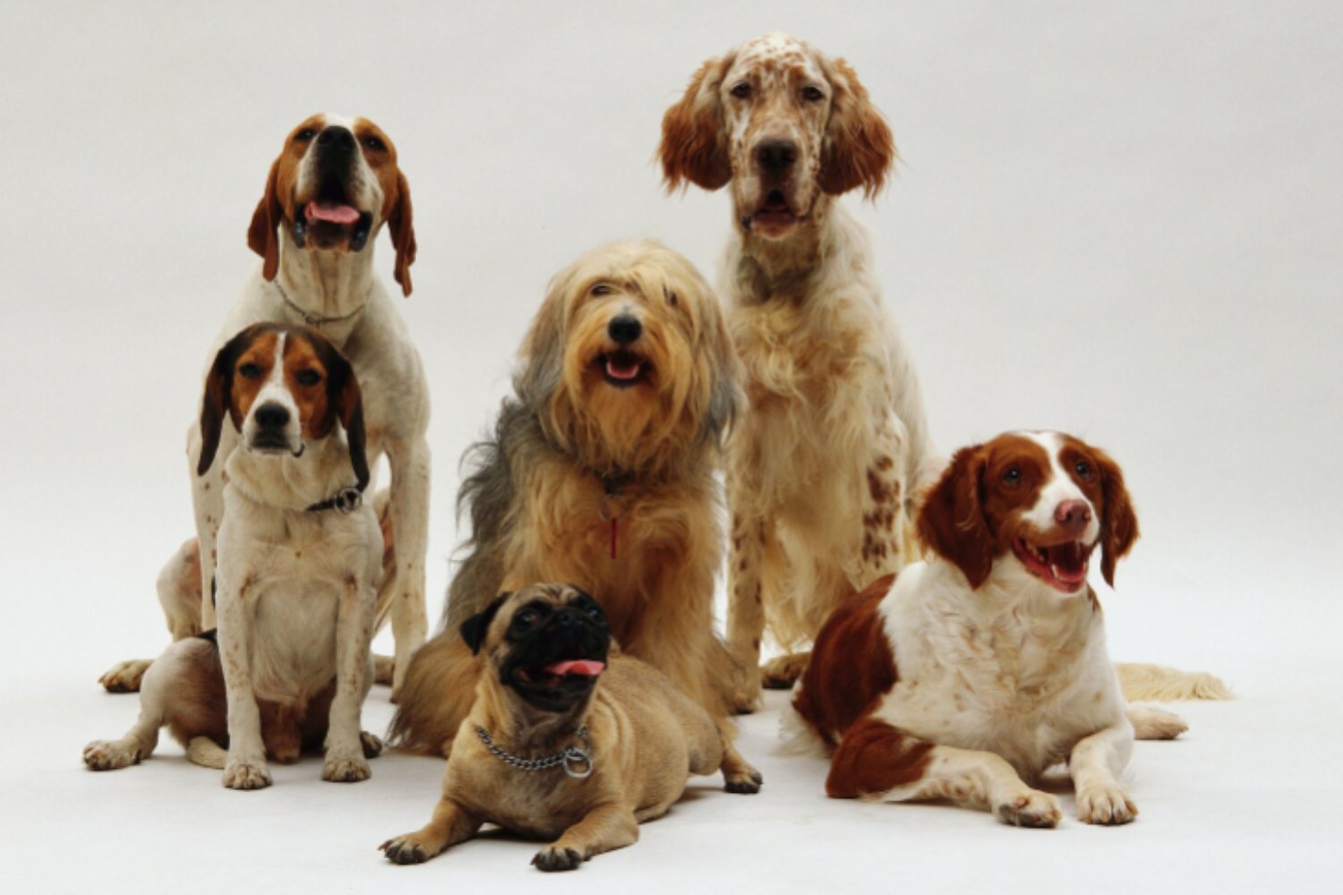 El lobo sigue dentro del perro: la huella genética que muchas razas aún conservan