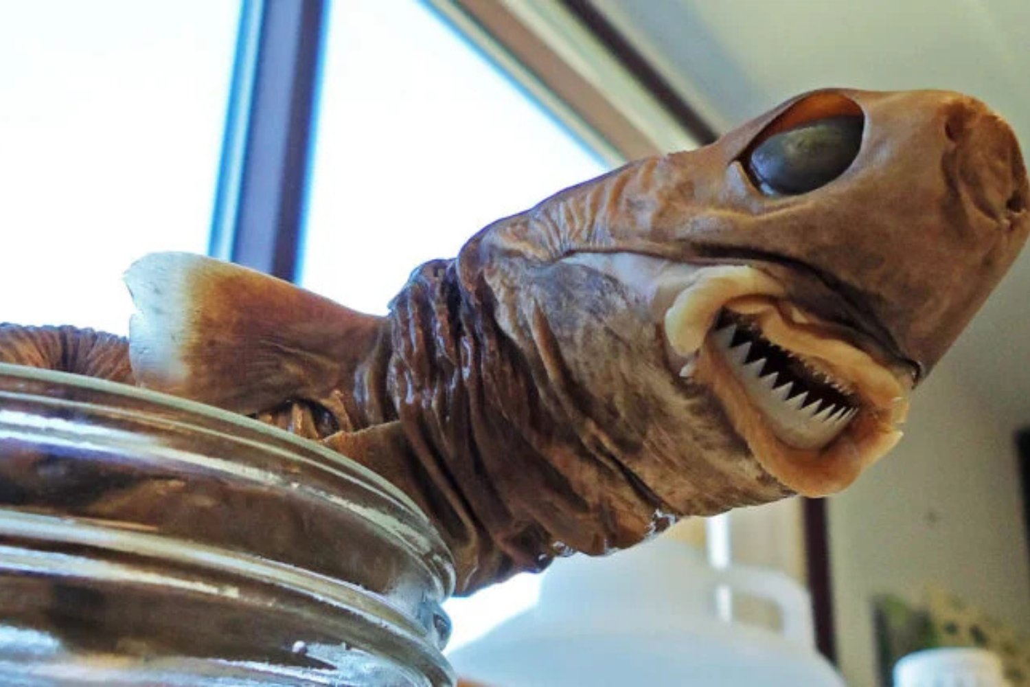 Cabeza De Tiburon Cigarro