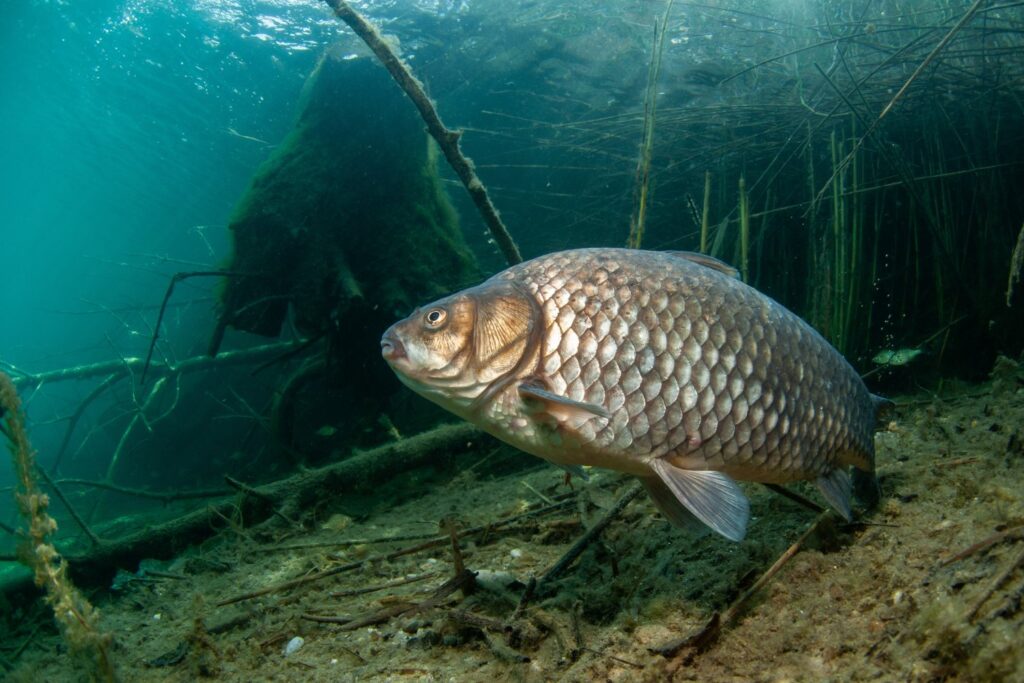 Carpa Cruciana