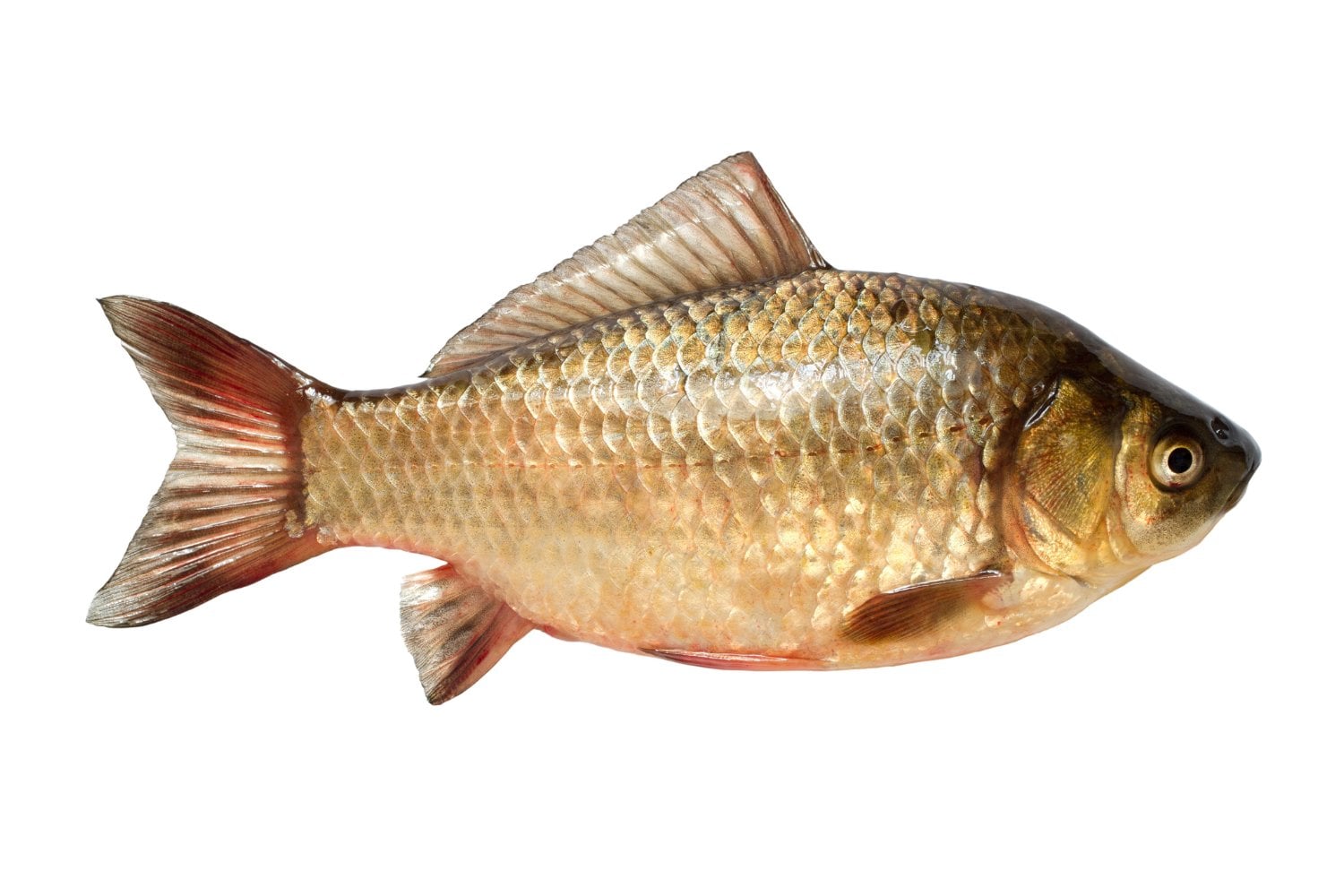 Carpa Cruciana China