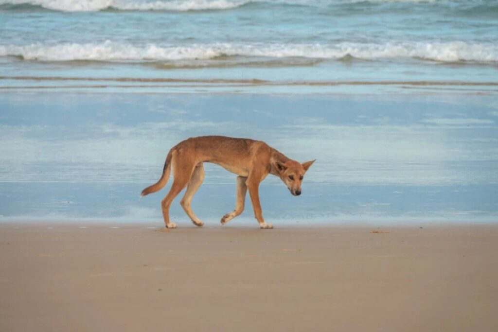 Dingo