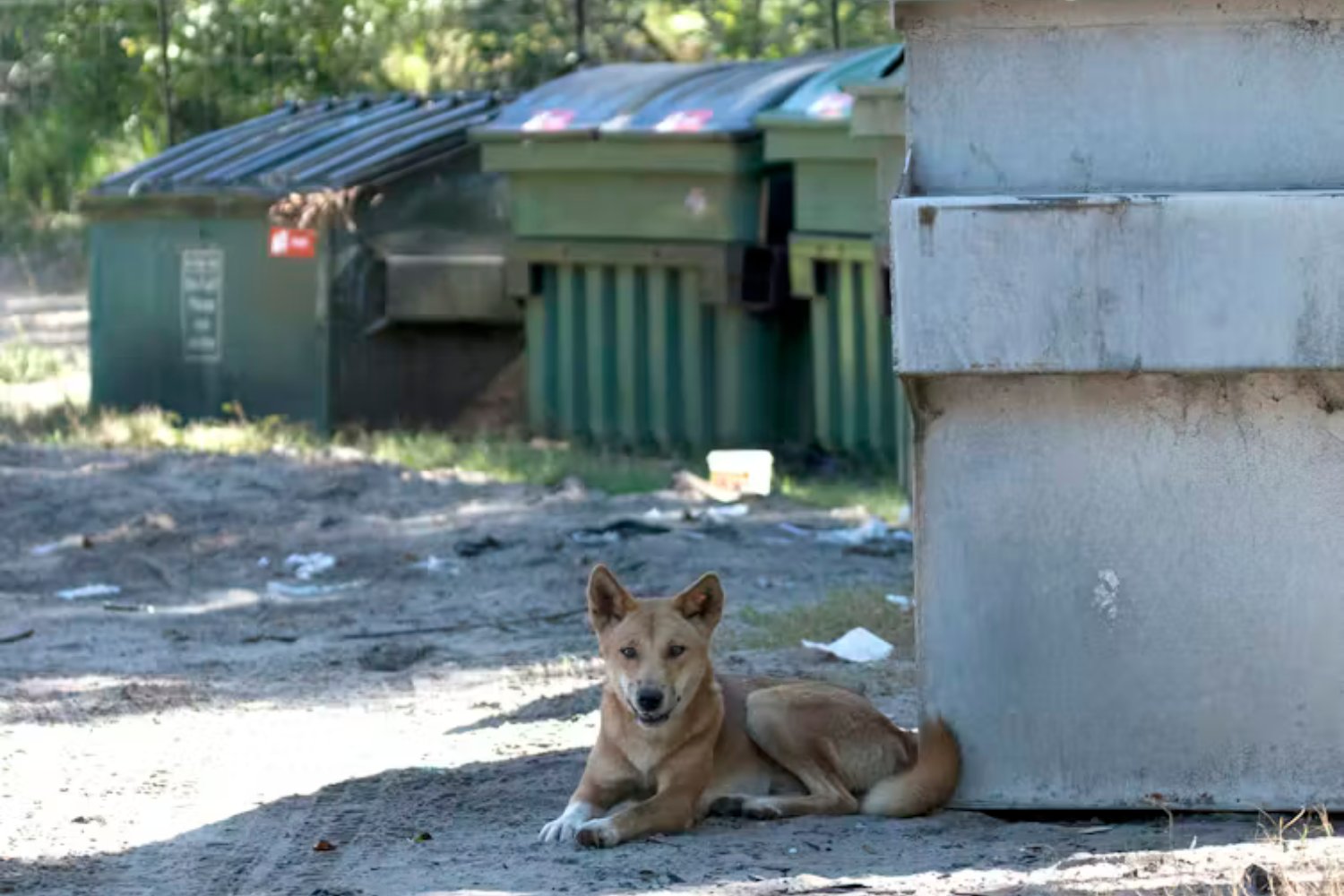 Dingo En Australia