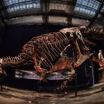 T Rex