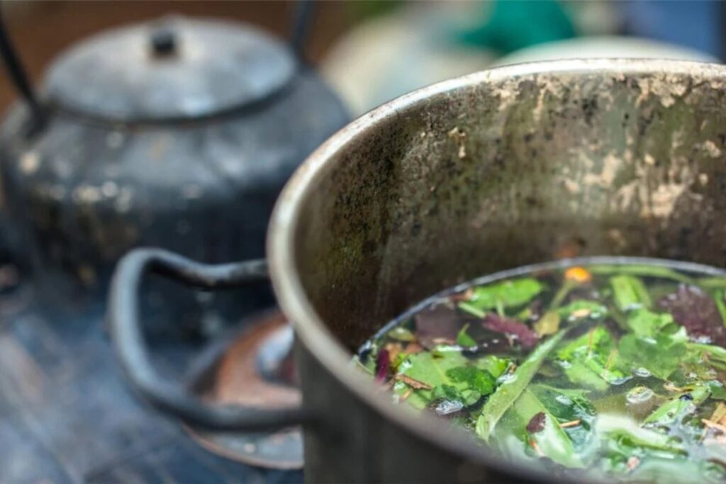 Ayahuasca