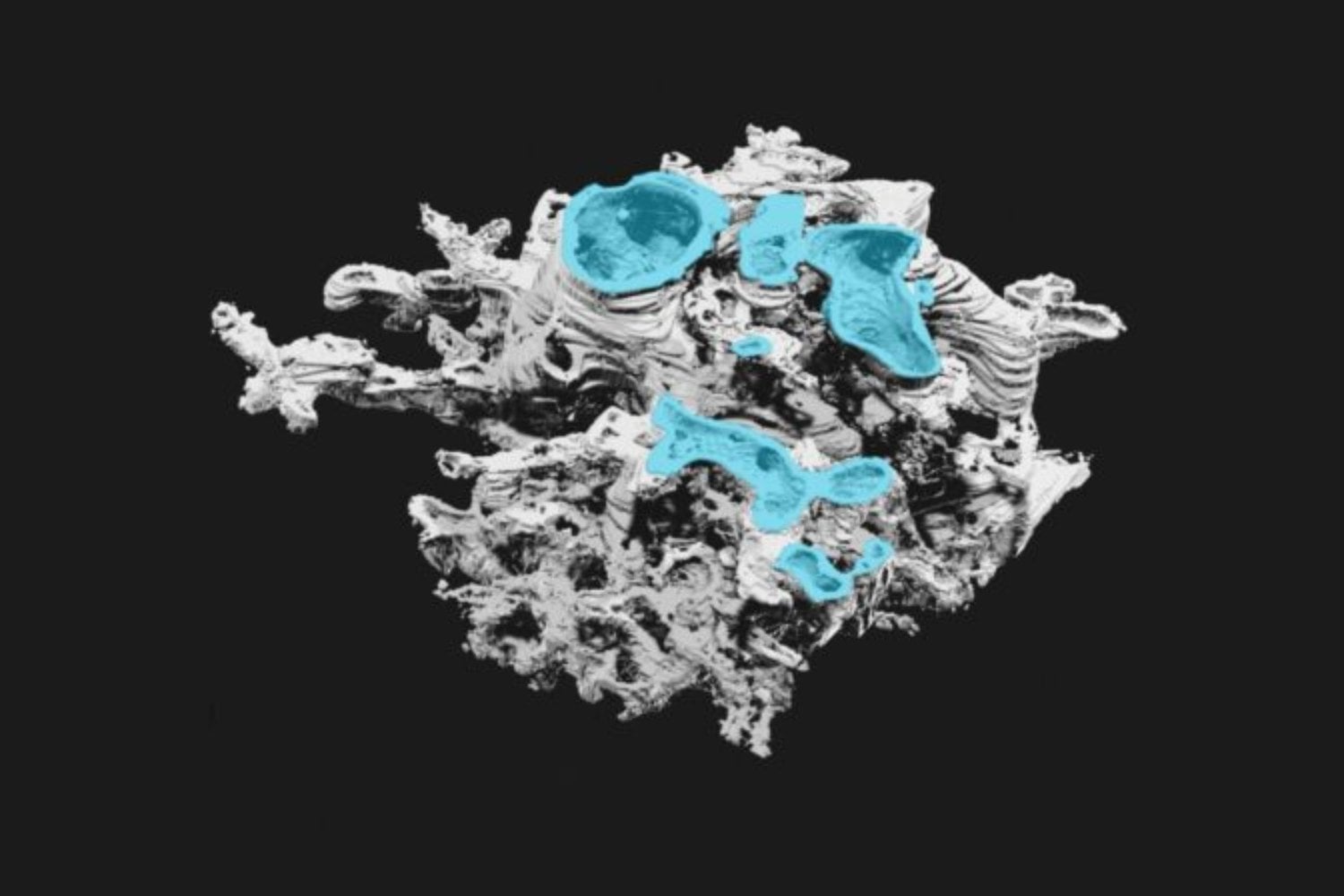 Un fósil de 400 millones de años no encaja en ningún árbol evolutivo conocido. Y eso está obligando a replantear qué entendemos por “vida”