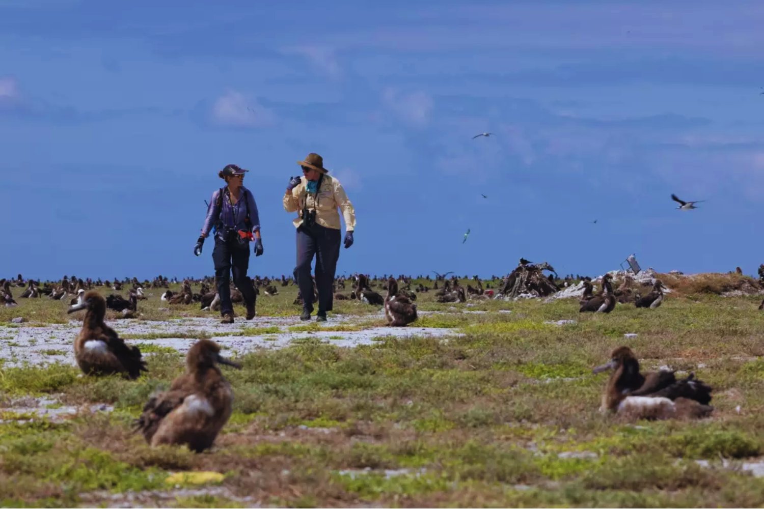 Un santuario natural en jaque por un invasor diminuto. Cómo un atolón del Pacífico pasó de paraíso de aves marinas a emergencia ecológica global