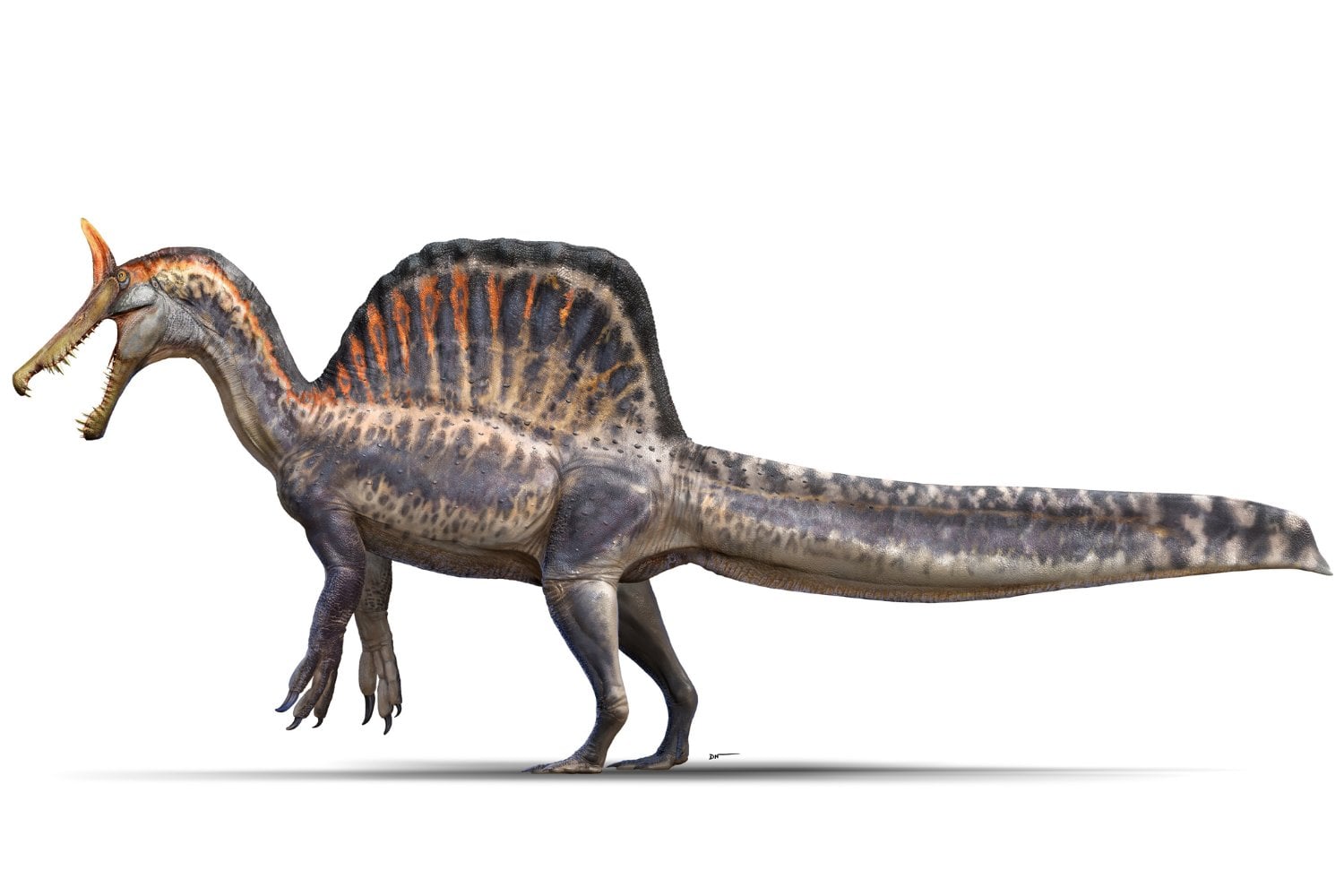 El hallazgo que reescribe la biografía de Spinosaurus. El depredador más extraño del Cretácico no era un “monstruo marino”, sino un gigante de ríos en el antiguo Sáhara