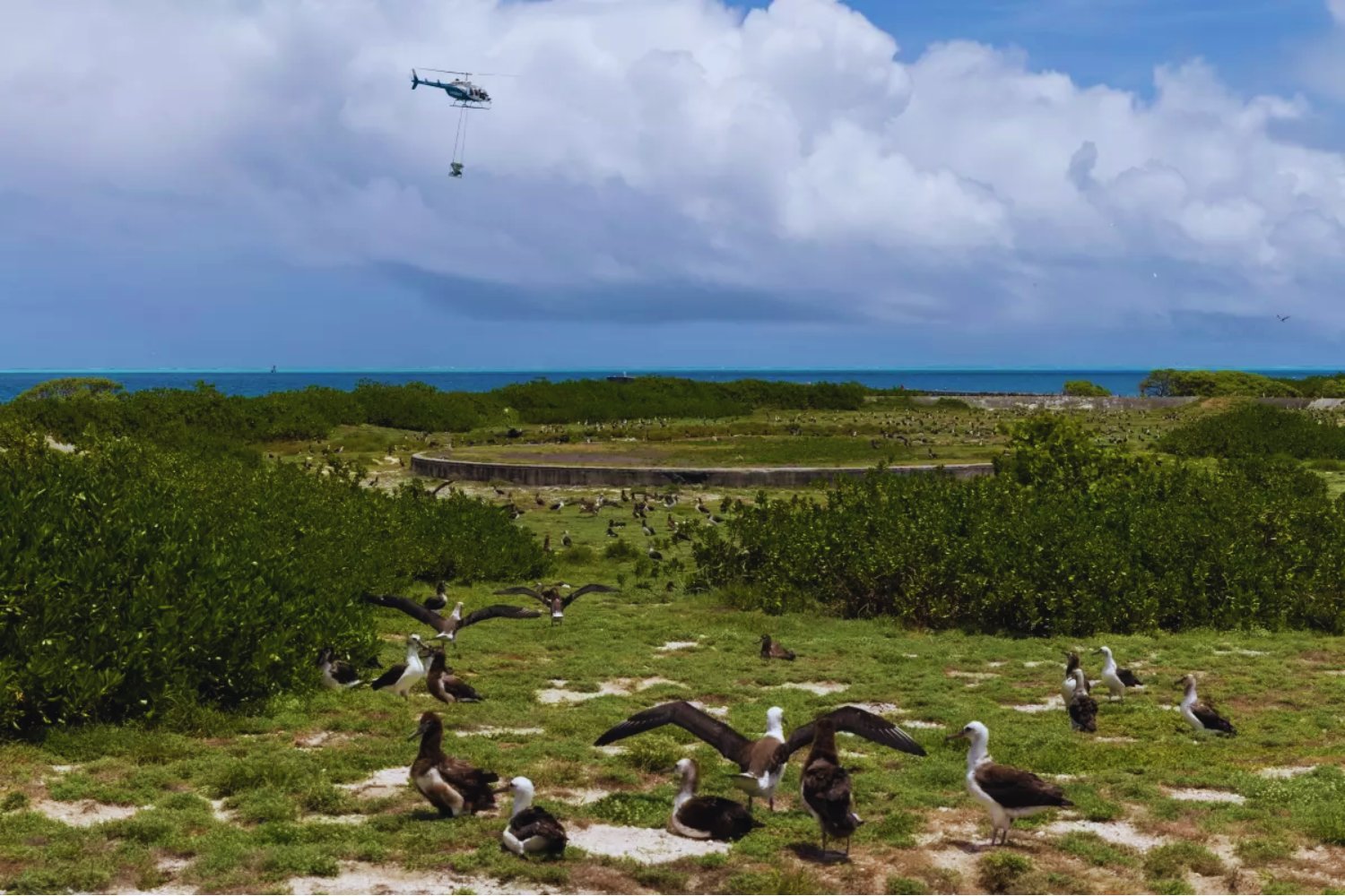 Un santuario natural en jaque por un invasor diminuto. Cómo un atolón del Pacífico pasó de paraíso de aves marinas a emergencia ecológica global