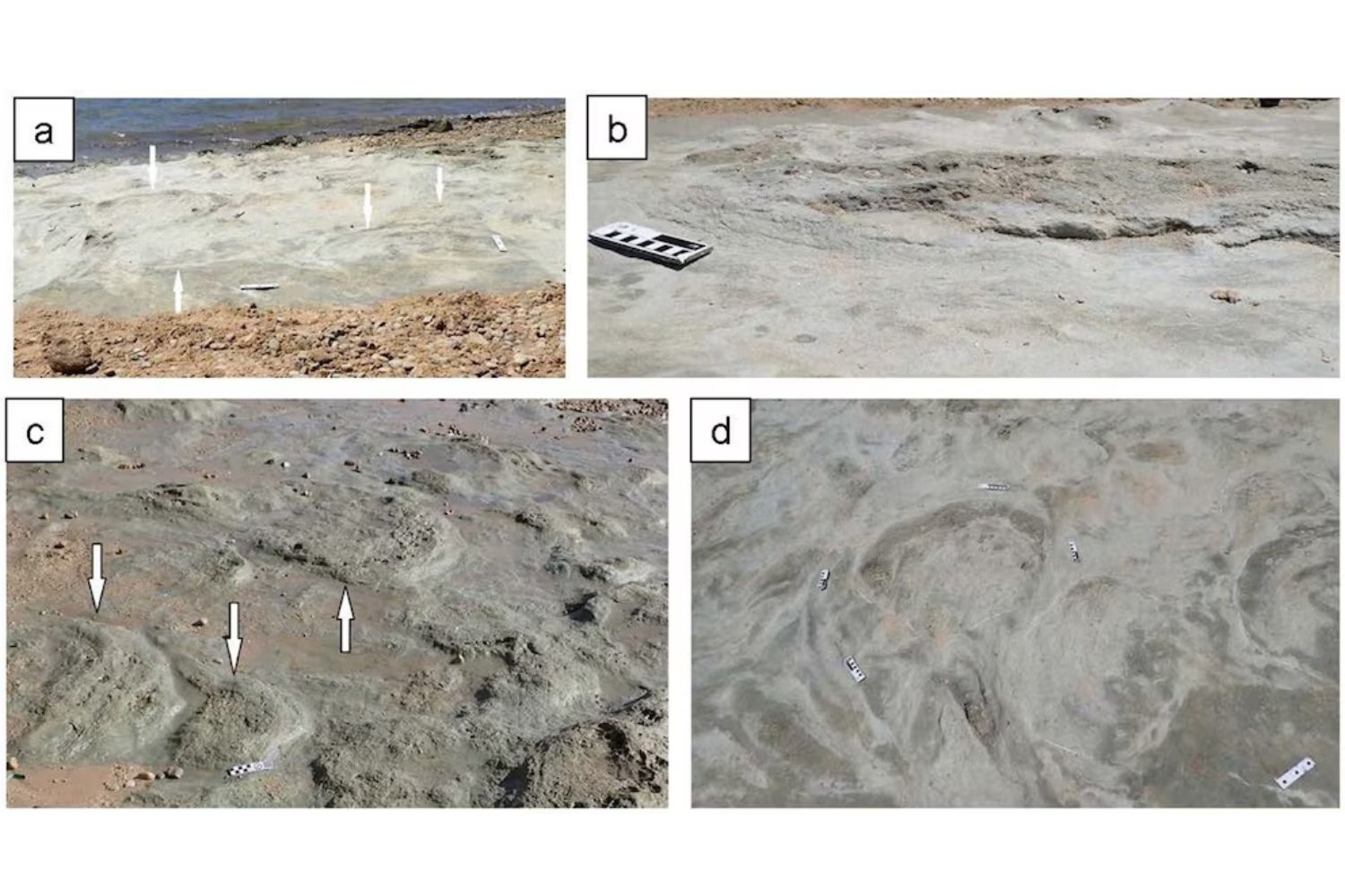 La marea bajó y dejó al descubierto un secreto de 132 millones de años. Las huellas de dinosaurios que acaban de aparecer en la costa de Sudáfrica