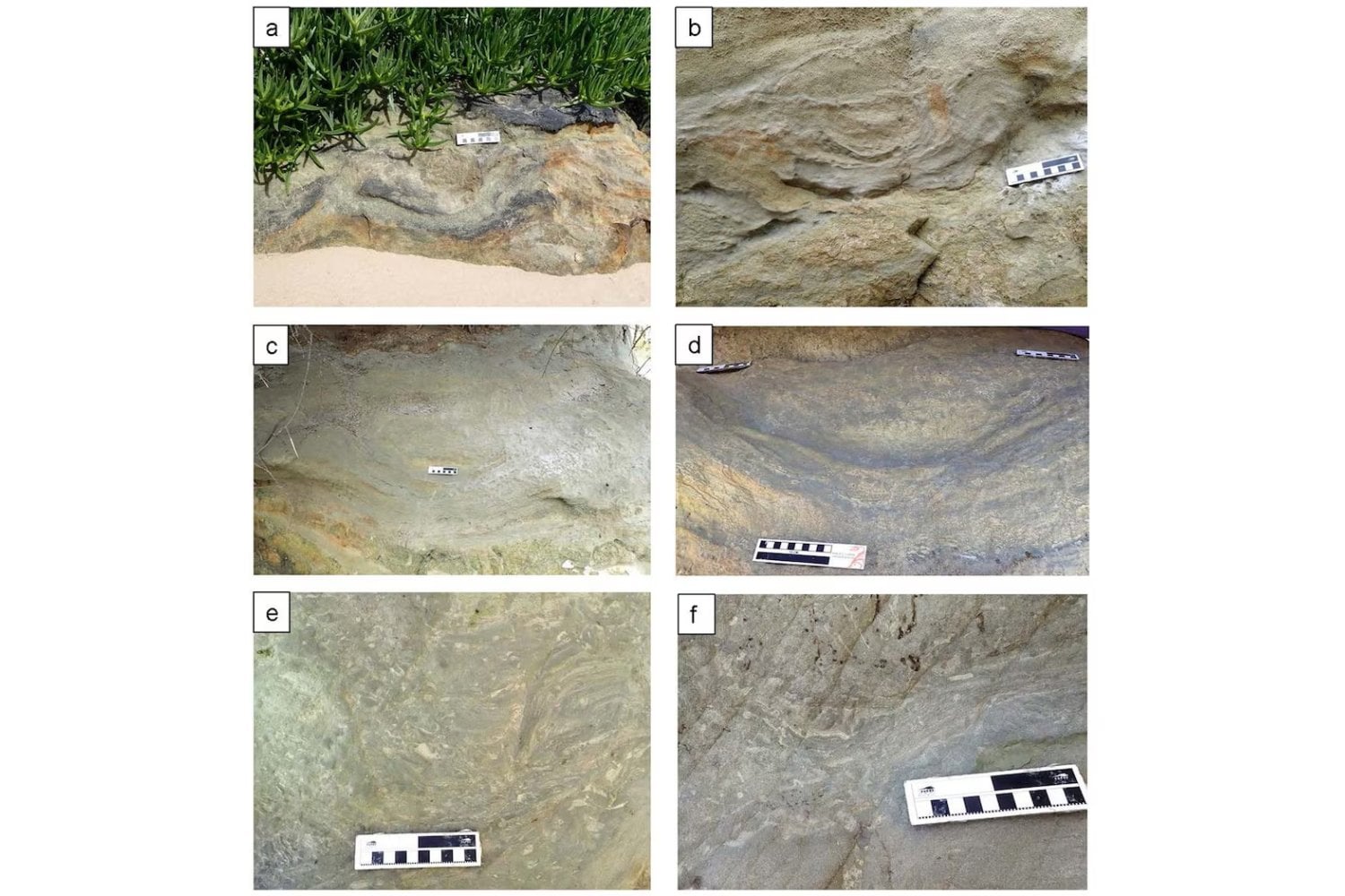 La marea bajó y dejó al descubierto un secreto de 132 millones de años. Las huellas de dinosaurios que acaban de aparecer en la costa de Sudáfrica