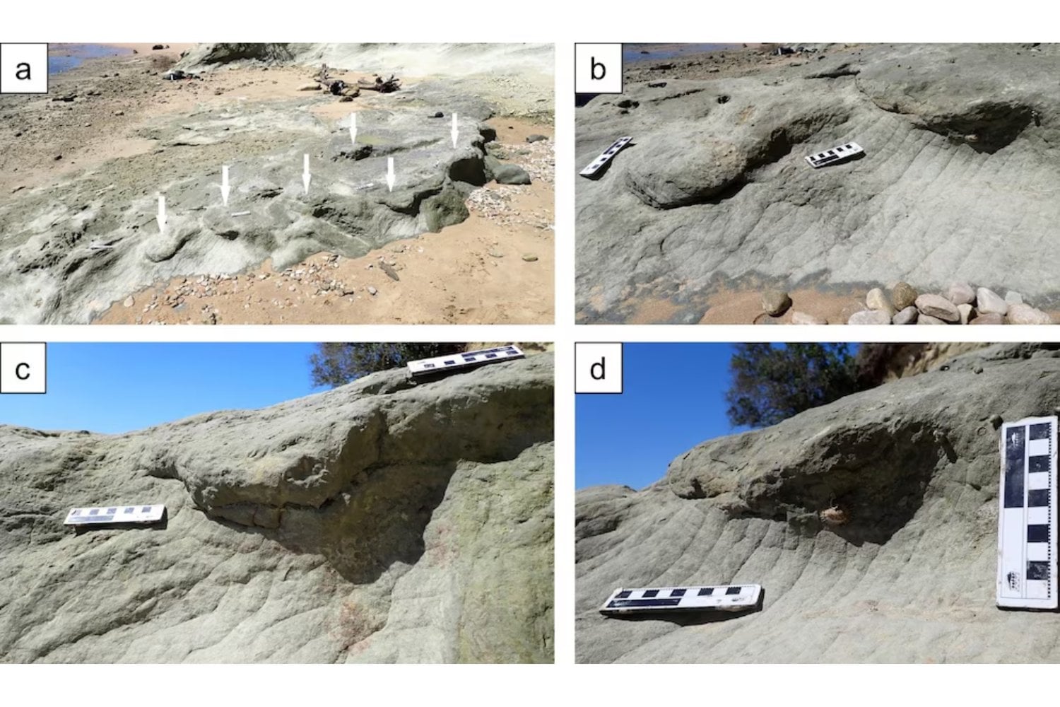 La marea bajó y dejó al descubierto un secreto de 132 millones de años. Las huellas de dinosaurios que acaban de aparecer en la costa de Sudáfrica