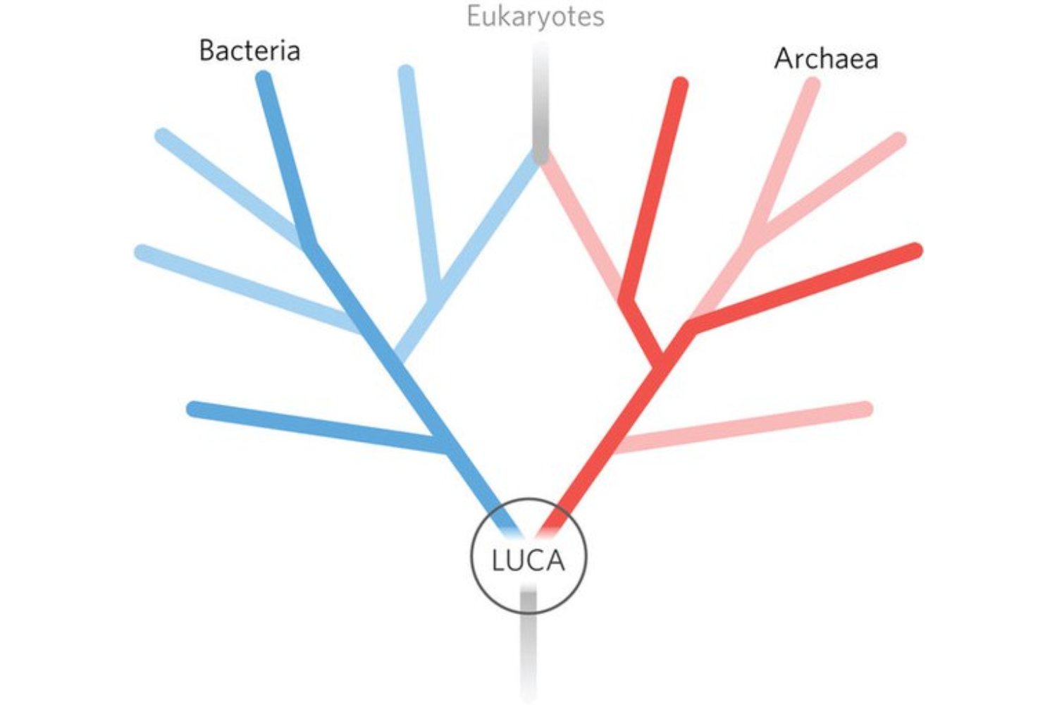 El genoma guarda restos de una etapa anterior a la vida moderna. Algunos genes podrían ser más antiguos que el primer ancestro común de todos los seres vivos