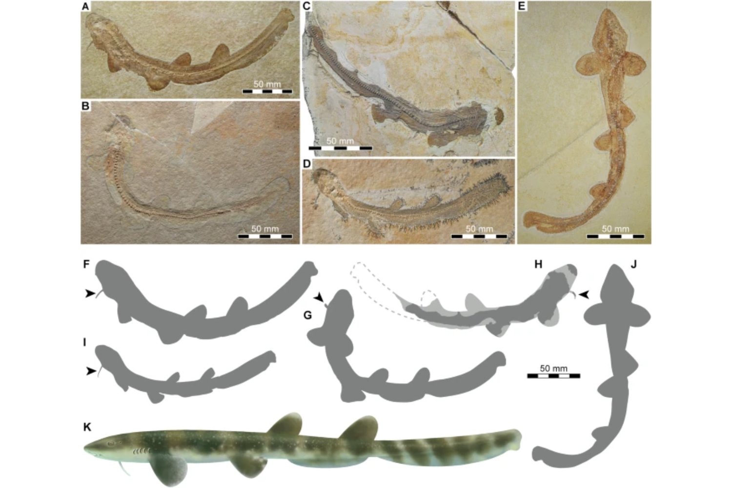 Un tiburón de hace 150 millones de años no encaja en ningún grupo moderno. Por qué este fósil pone en duda cómo fechamos la evolución de los tiburones