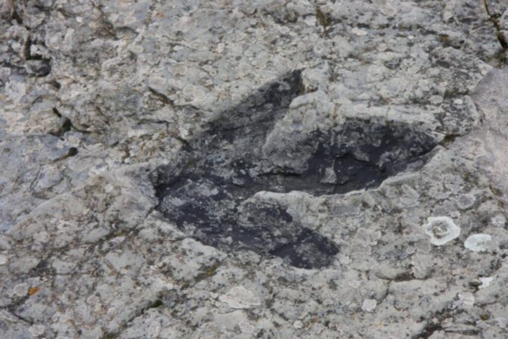 La marea bajó y dejó al descubierto un secreto de 132 millones de años. Las huellas de dinosaurios que acaban de aparecer en la costa de Sudáfrica