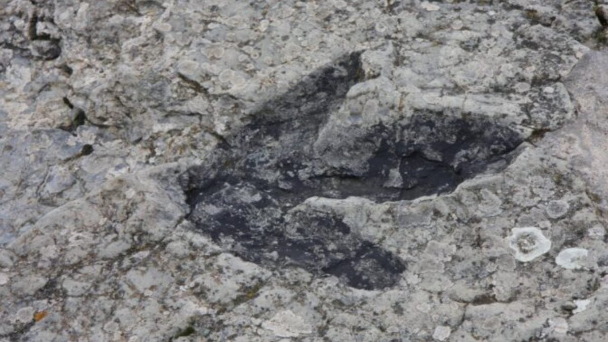 La marea se retiró en la costa de Sudáfrica y dejó al descubierto una escena congelada hace 132 millones de años. Más de veinte huellas obligan a redibujar la historia de los dinosaurios en África austral