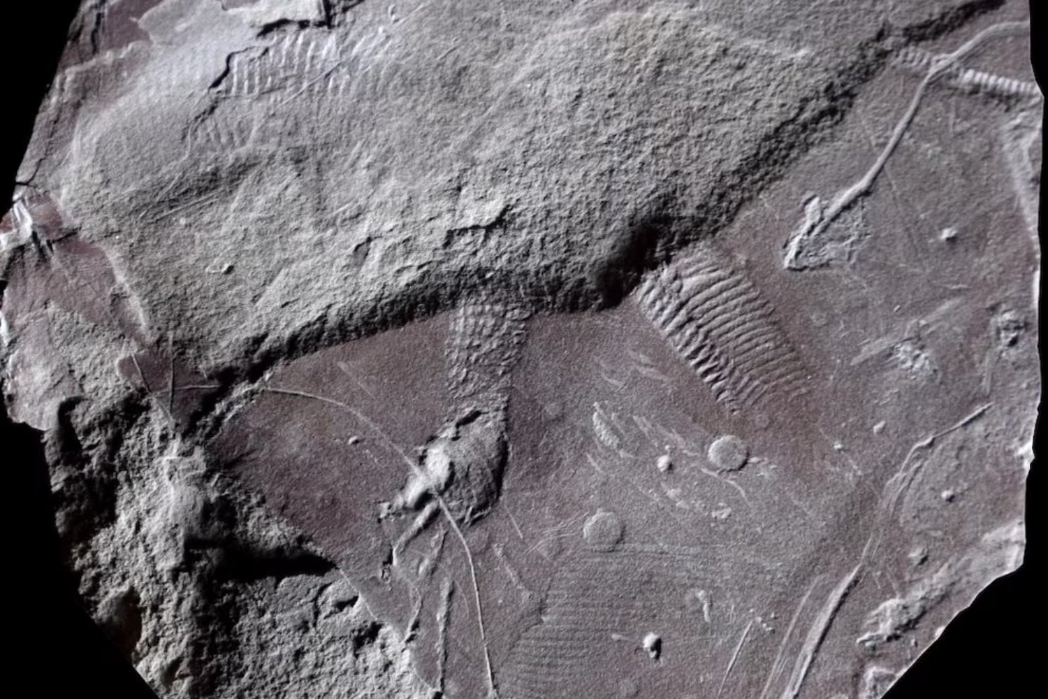 Un fósil de 300 millones de años ha conservado lo que casi nunca se conserva. Y ese detalle incómodo está reescribiendo la historia de los reptiles