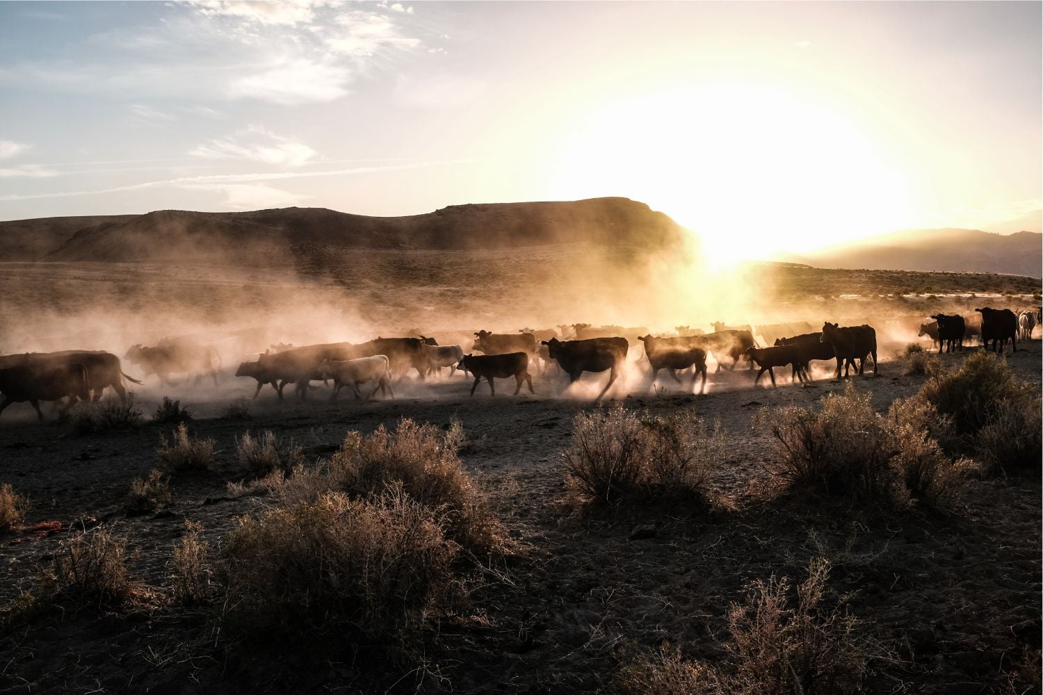 Diseño Sin Título (18)