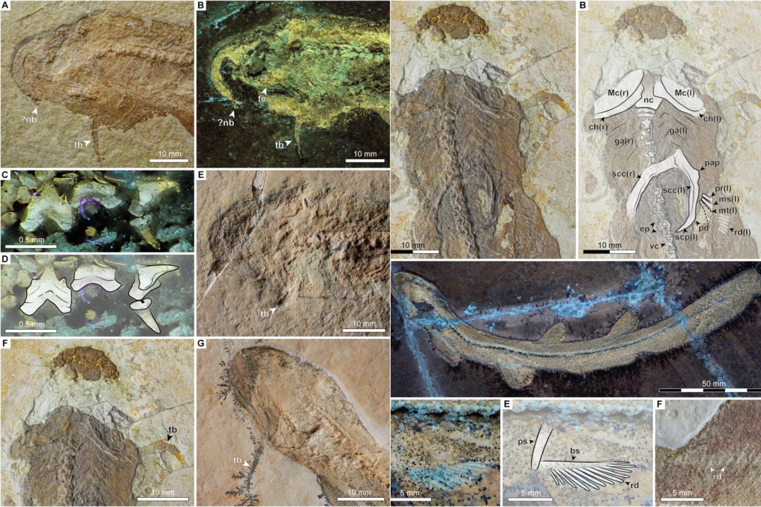 Un tiburón de hace 150 millones de años no encaja en ningún grupo moderno. Por qué este fósil pone en duda cómo fechamos la evolución de los tiburones