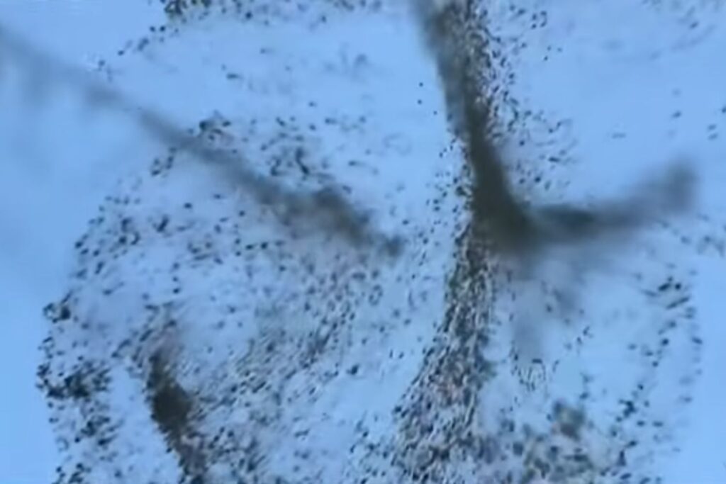 Diseño Sin Título 2026 02 08t093534.559