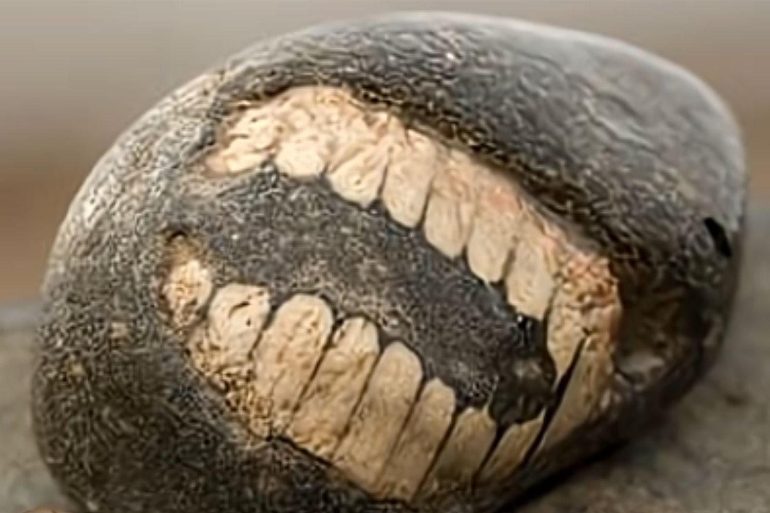 Diseño Sin Título 2026 02 22t163937.062