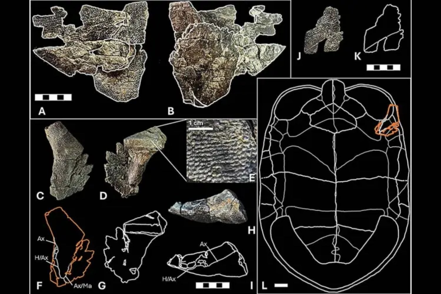 Una gran tortuga cruzó continentes cuando el planeta ardía. Un fósil adelanta las migraciones animales al momento más cálido del Cretácico