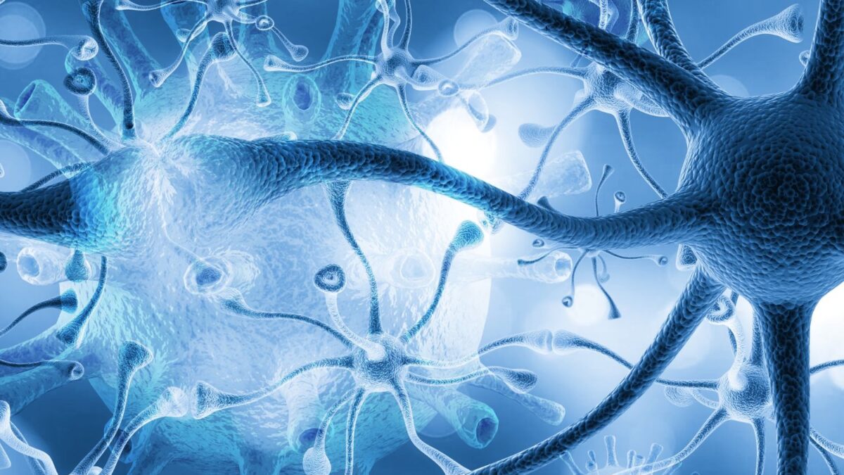 Identifican células ocultas que actúan como segunda muralla del cerebro frente a infecciones sistémicas