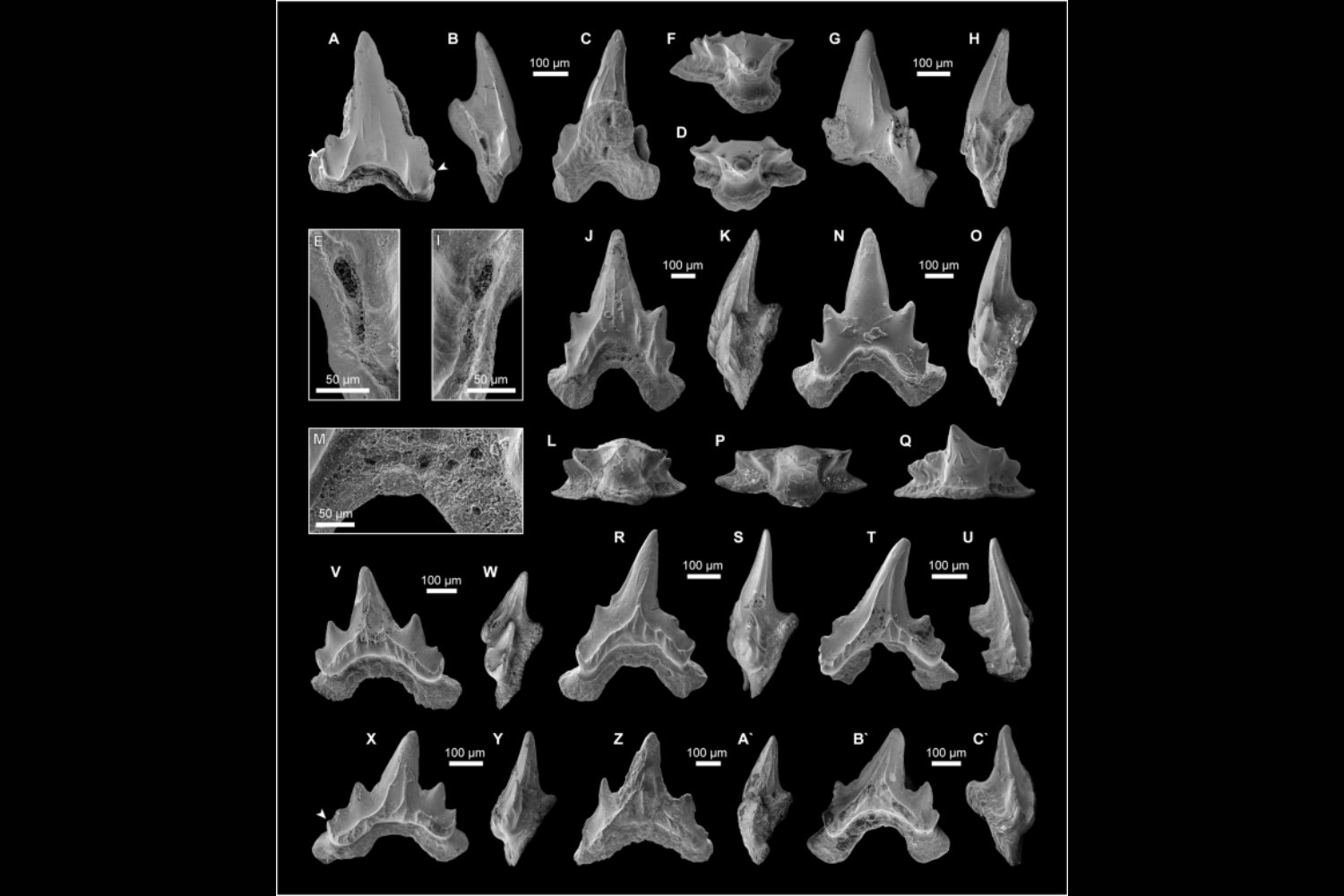 Un tiburón de hace 150 millones de años no encaja en ningún grupo moderno. Por qué este fósil pone en duda cómo fechamos la evolución de los tiburones