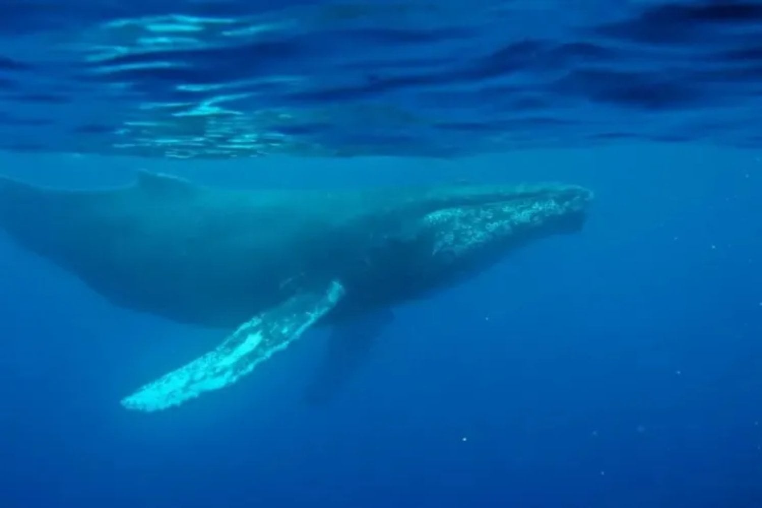 Un experimento militar de la Guerra Fría grabó un sonido submarino que nadie supo explicar. Setenta y cinco años después, resultó ser el canto de ballena más antiguo jamás conservado
