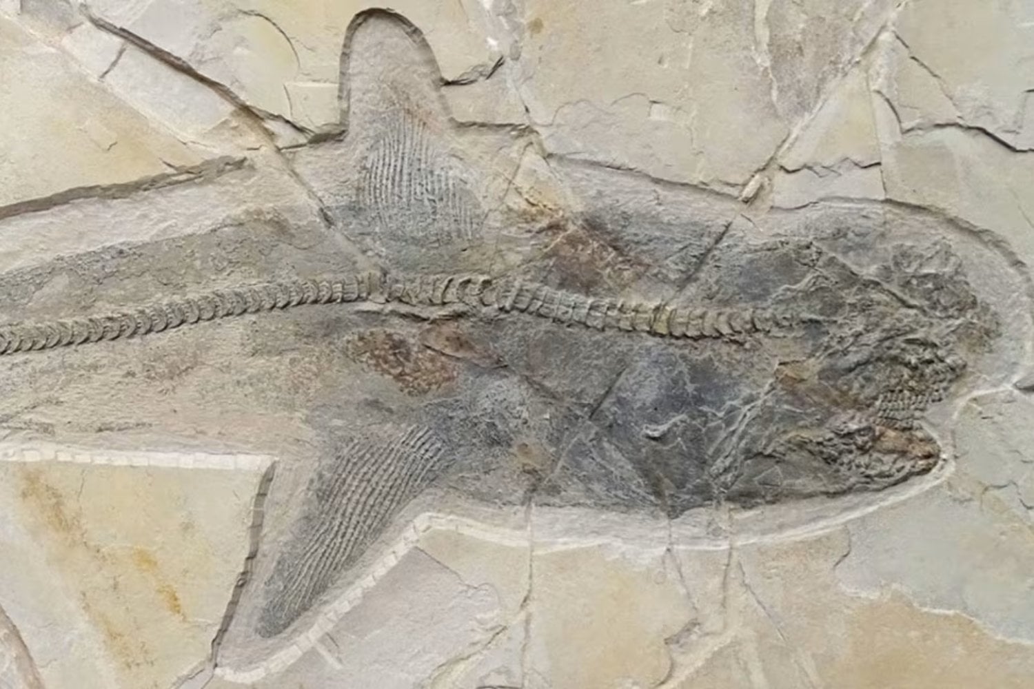 Un tiburón de hace 150 millones de años no encaja en ningún grupo moderno. Por qué este fósil pone en duda cómo fechamos la evolución de los tiburones