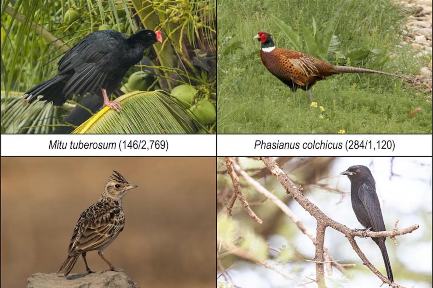 En solo 80 años, los grandes pájaros casi desaparecieron de muchos territorios indígenas. Lo que este cambio dice sobre cómo estamos “encogiendo” la naturaleza