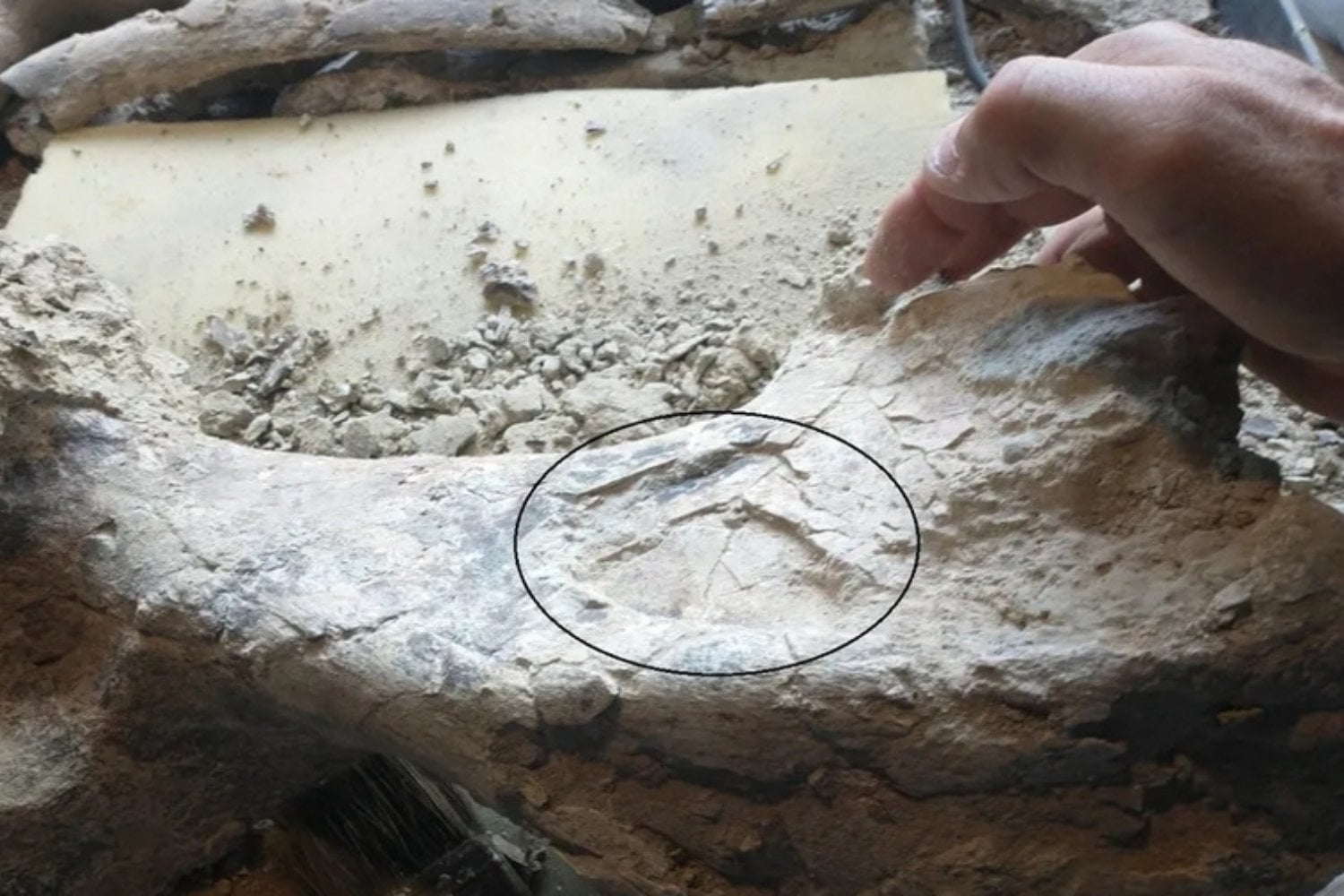 Un gigante olvidado vuelve a emerger del barro pampeano. El hallazgo que reabre la historia de los grandes mamíferos de Sudamérica