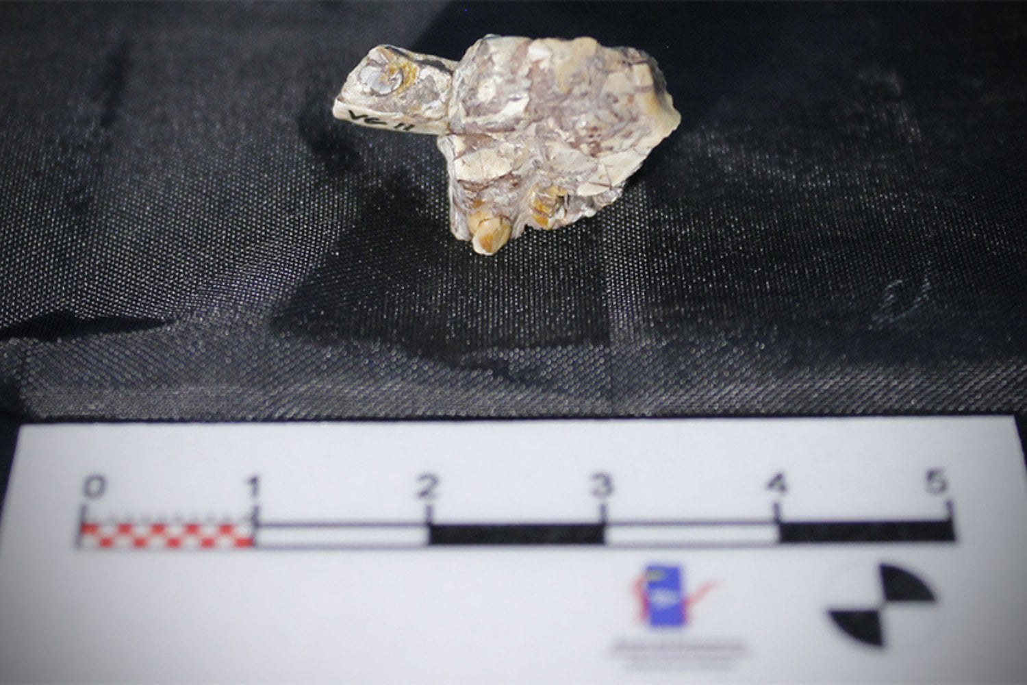 Era pequeño, corría entre bosques tropicales y nadie lo conocía. Así es el nuevo dinosaurio de 125 millones de años descrito por un científico del CONICET en España