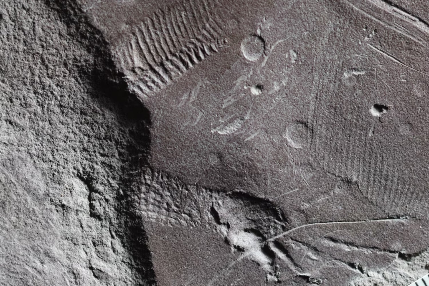 Un fósil de 300 millones de años ha conservado lo que casi nunca se conserva. Y ese detalle incómodo está reescribiendo la historia de los reptiles
