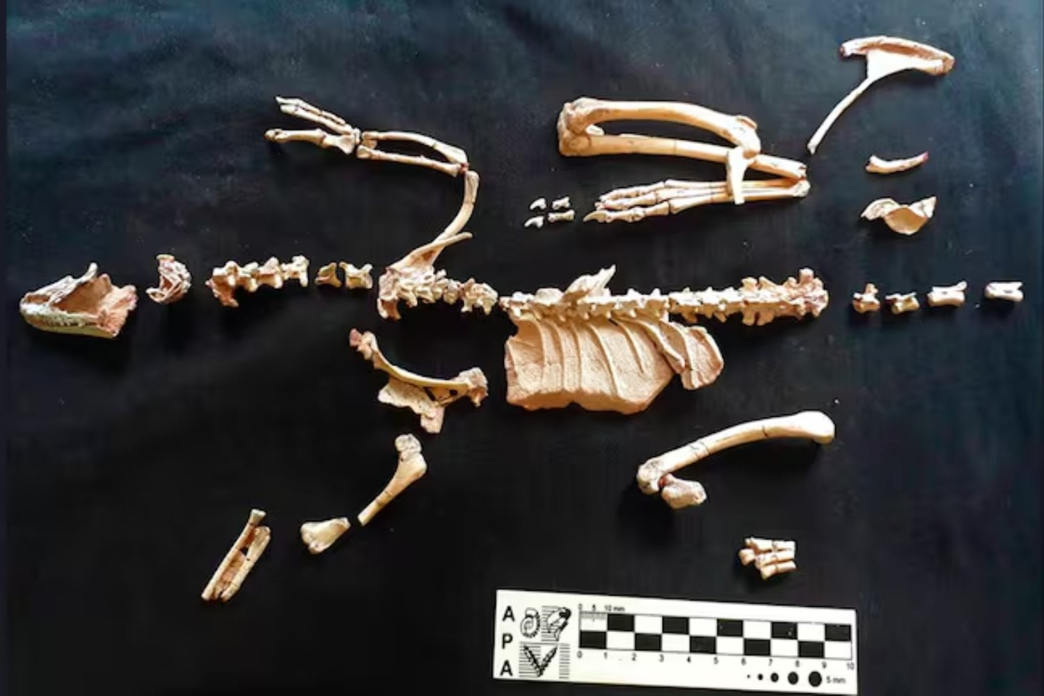 Un fósil diminuto encontrado en la Patagonia obliga a repensar cómo evolucionaron los dinosaurios carnívoros más extraños del planeta. No eran “miniaturas” por su dieta, sino desde el origen