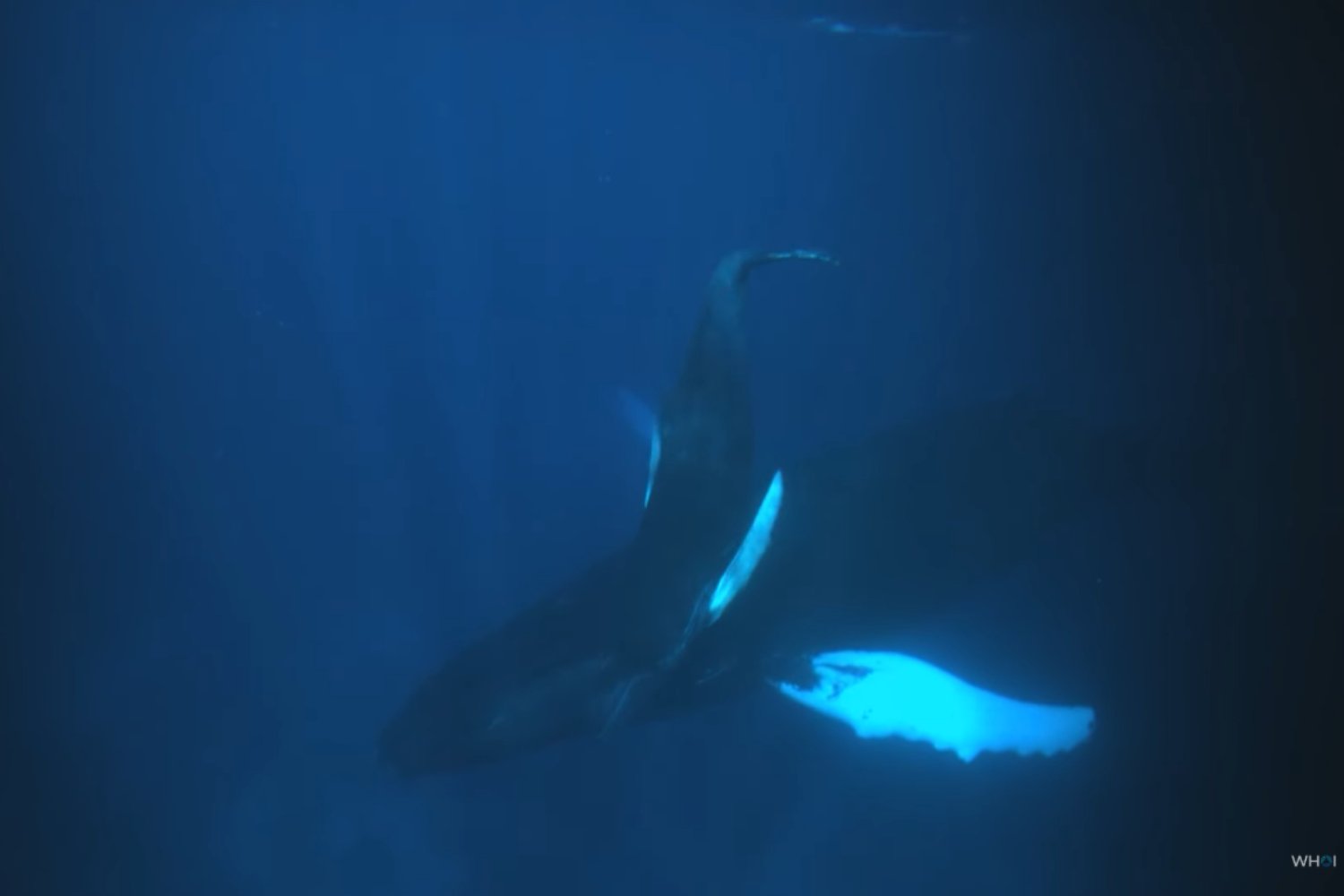 Un experimento militar de la Guerra Fría grabó un sonido submarino que nadie supo explicar. Setenta y cinco años después, resultó ser el canto de ballena más antiguo jamás conservado