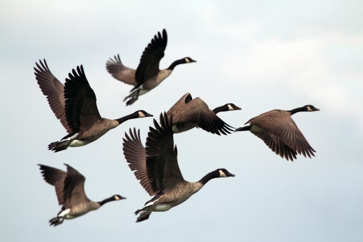 En solo 80 años, los grandes pájaros casi desaparecieron de muchos territorios indígenas. Lo que este cambio dice sobre cómo estamos “encogiendo” la naturaleza