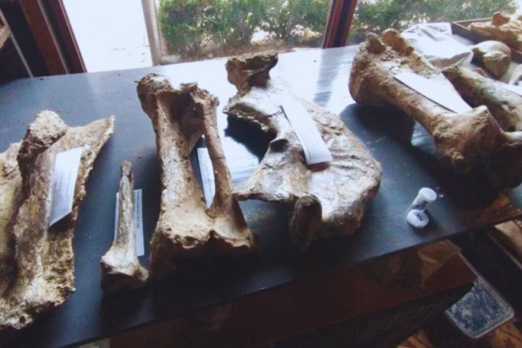 Un gigante olvidado vuelve a emerger del barro pampeano. El hallazgo que reabre la historia de los grandes mamíferos de Sudamérica