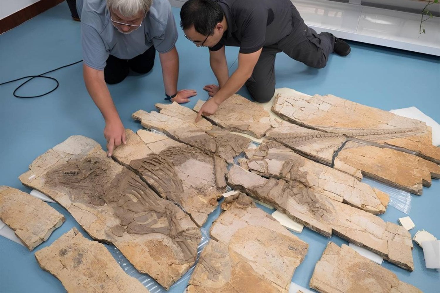 Descubrieron un dinosaurio herbívoro con una “armadura” de espinas inédita. Su piel fosilizada revela una estrategia defensiva que no conocíamos