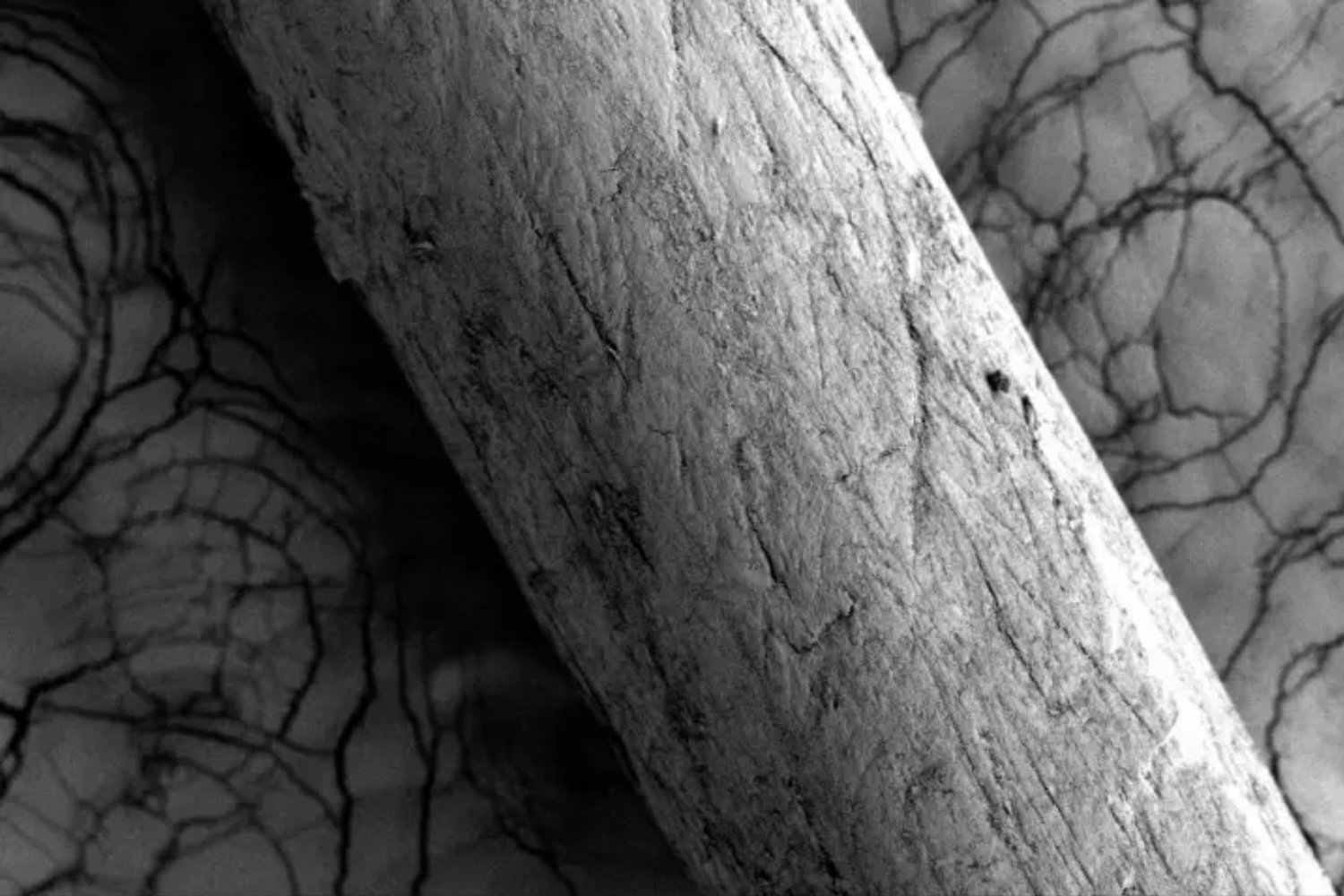 La trompa del elefante esconde un sistema sensorial que no se parece a ningún otro. Por qué mil “bigotes” con arquitectura inteligente le permiten ver el mundo con el tacto