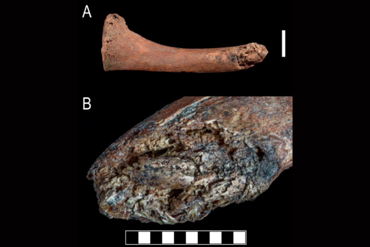 Un adolescente del Paleolítico murió tras un ataque de oso y la ciencia acaba de reconstruir su agonía. El caso forense que convierte una tumba prehistórica en una escena del crimen
