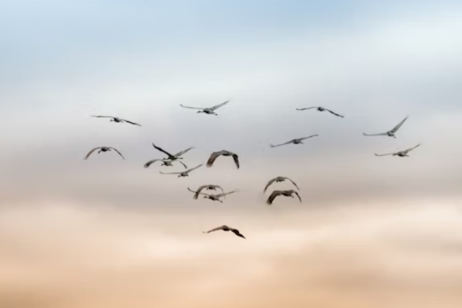 En solo 80 años, los grandes pájaros casi desaparecieron de muchos territorios indígenas. Lo que este cambio dice sobre cómo estamos “encogiendo” la naturaleza