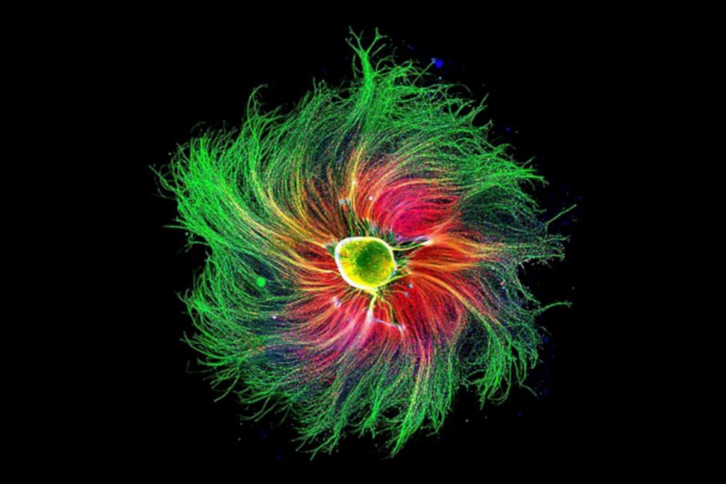 Dos áreas del cerebro trabajan juntas como un reloj de arena. El descubrimiento que explica cómo medimos el tiempo al movernos
