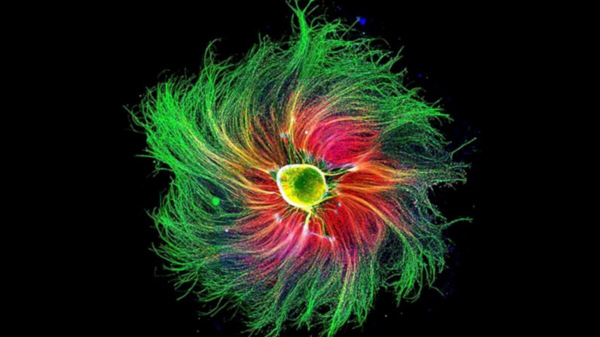 Dos áreas del cerebro trabajan juntas como un reloj de arena. El descubrimiento que explica cómo medimos el tiempo al movernos