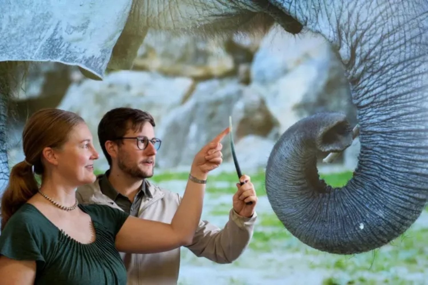 La trompa del elefante esconde un sistema sensorial que no se parece a ningún otro. Por qué mil “bigotes” con arquitectura inteligente le permiten ver el mundo con el tacto