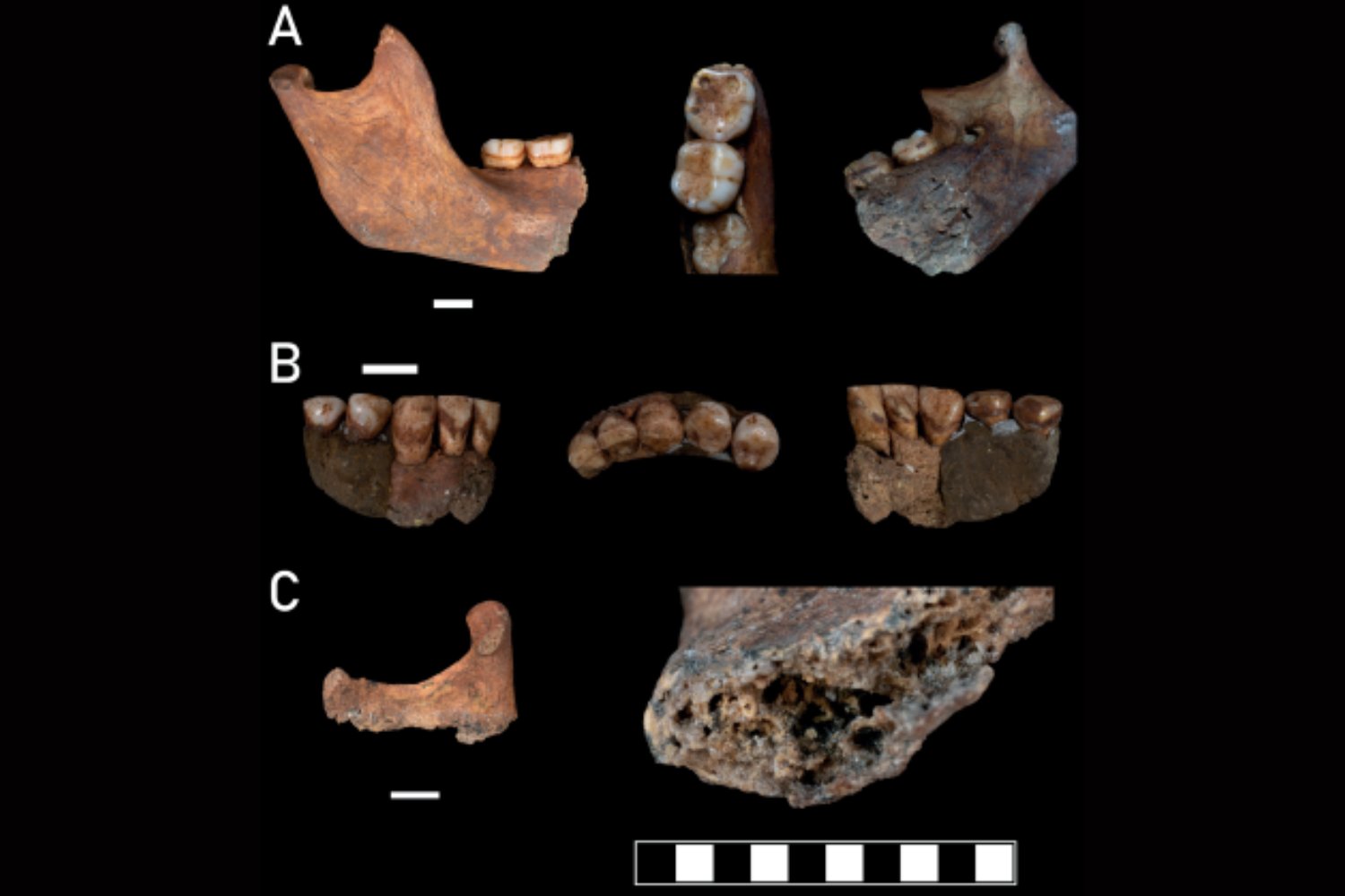 Un adolescente del Paleolítico murió tras un ataque de oso y la ciencia acaba de reconstruir su agonía. El caso forense que convierte una tumba prehistórica en una escena del crimen