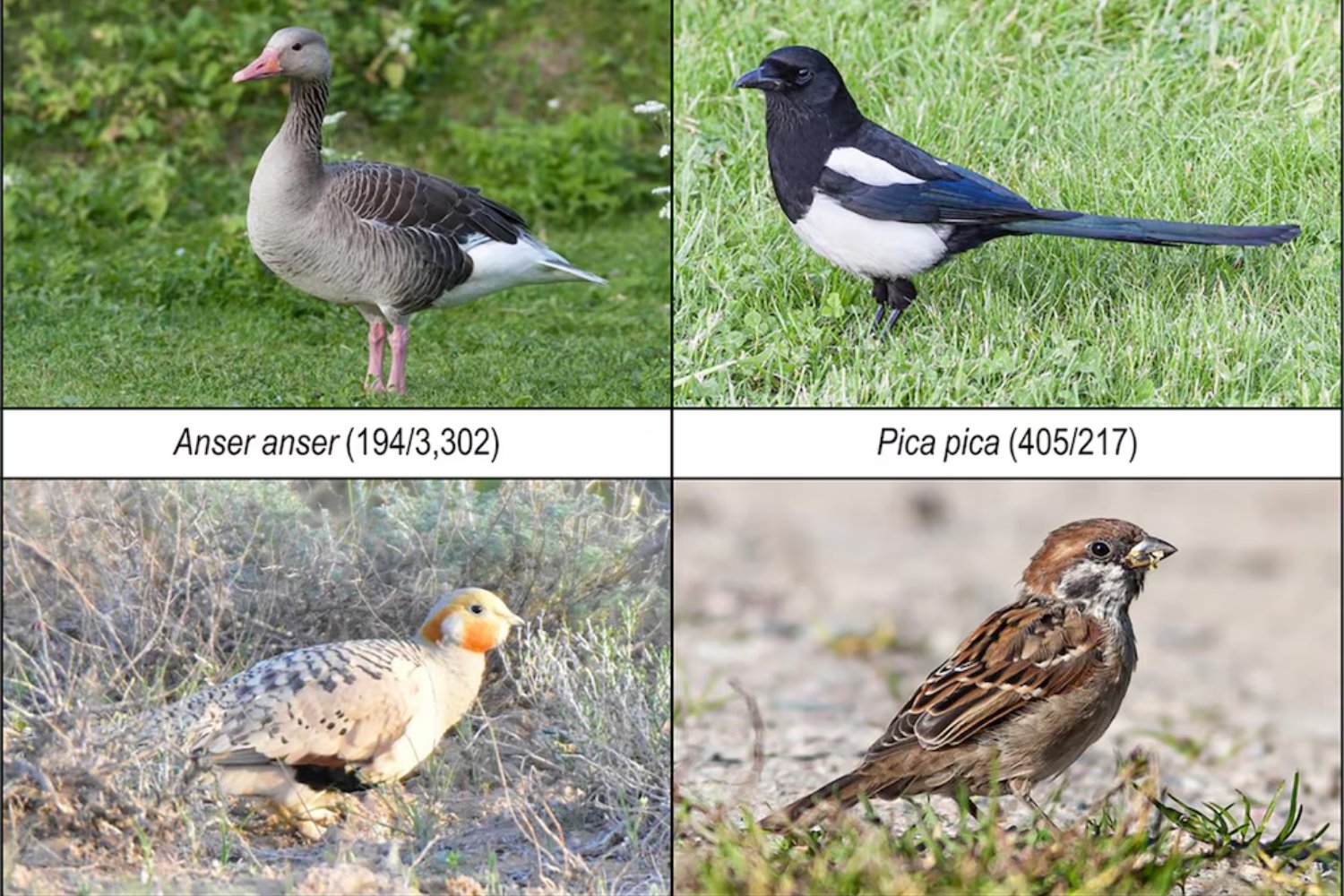 En solo 80 años, los grandes pájaros casi desaparecieron de muchos territorios indígenas. Lo que este cambio dice sobre cómo estamos “encogiendo” la naturaleza