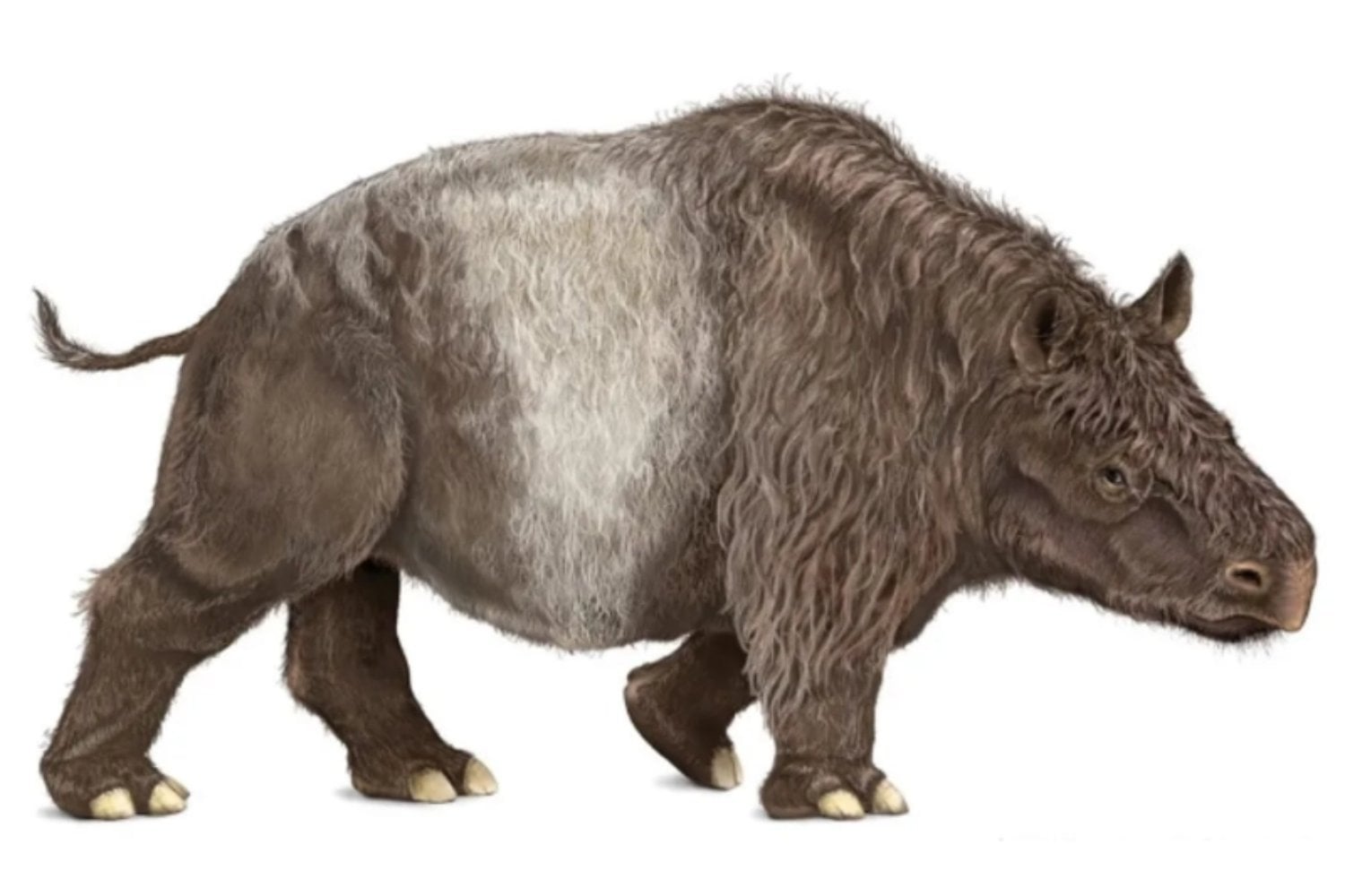 Un gigante olvidado vuelve a emerger del barro pampeano. El hallazgo que reabre la historia de los grandes mamíferos de Sudamérica